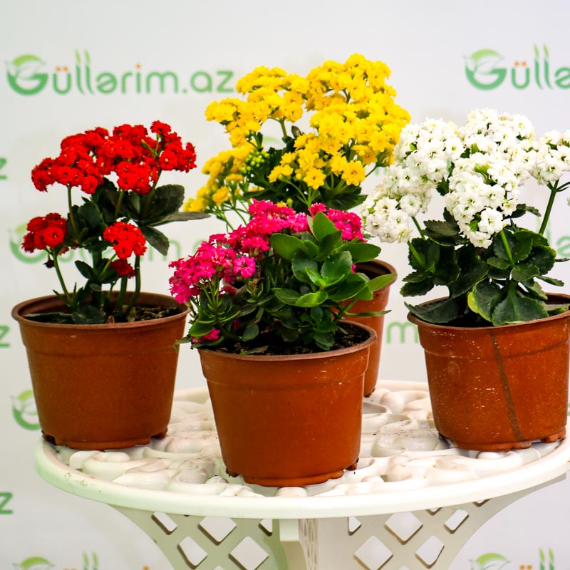 Kalonxoe -kalanxoe -kalanxoye (Kalanşo) Blossfeld