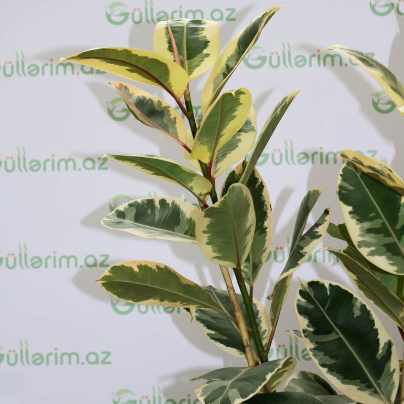 Ficus elastica Variegata (Fikus elastika Variegata)