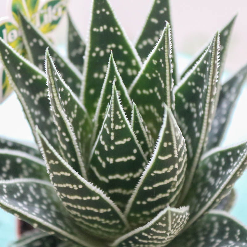 Aloe sukkulent bitkisi