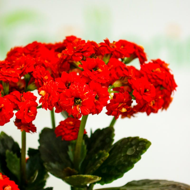 Kalonxoe -kalanxoe -kalanxoye (Kalanşo) Blossfeld