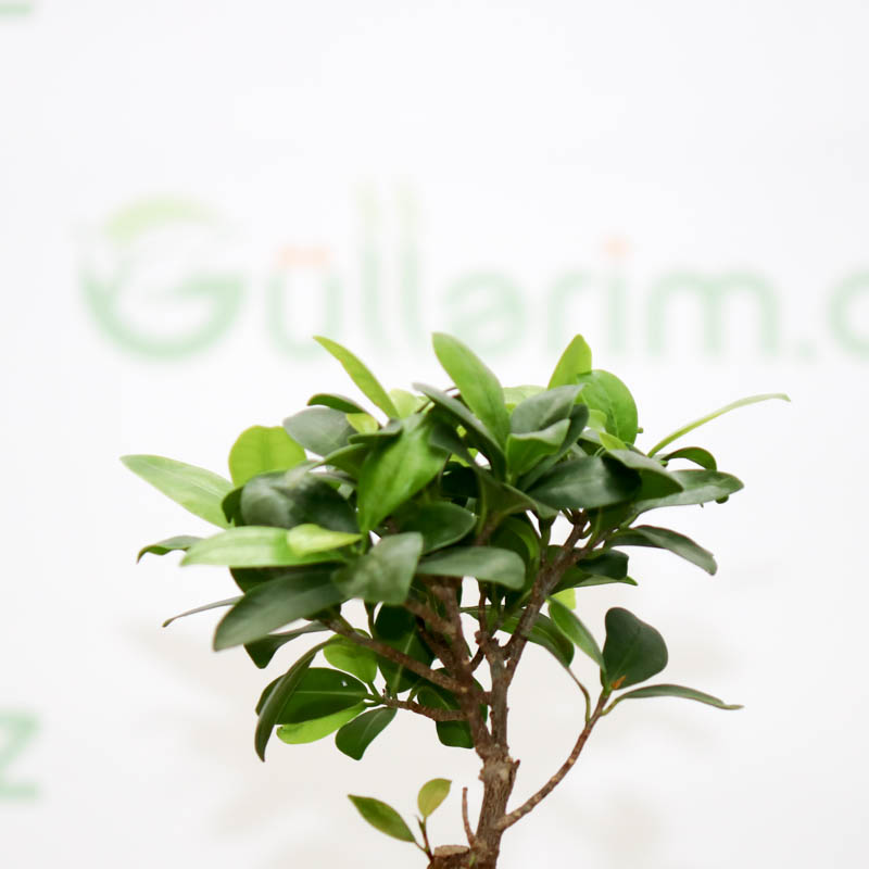 Ficus mikrokarpa bitkisi