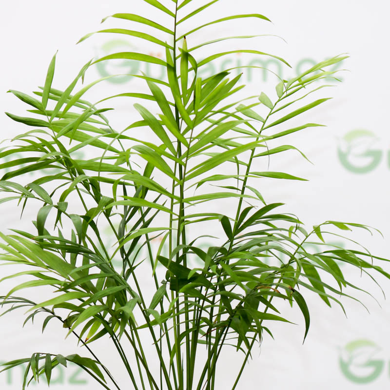 Chamaedorea (Bambuk Palması)