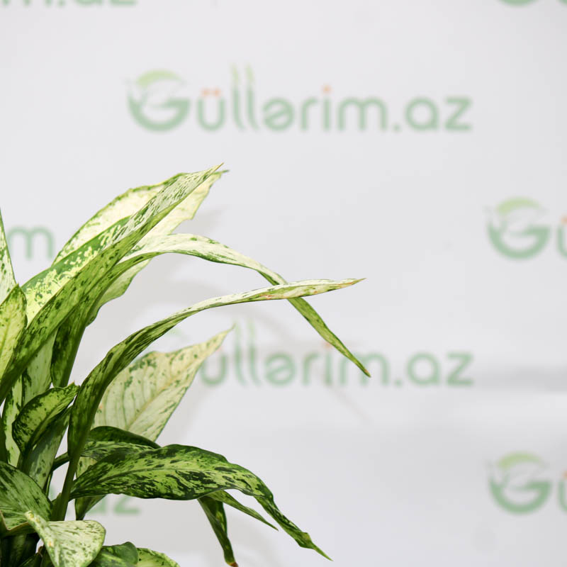 Dieffenbachia Vesuvius