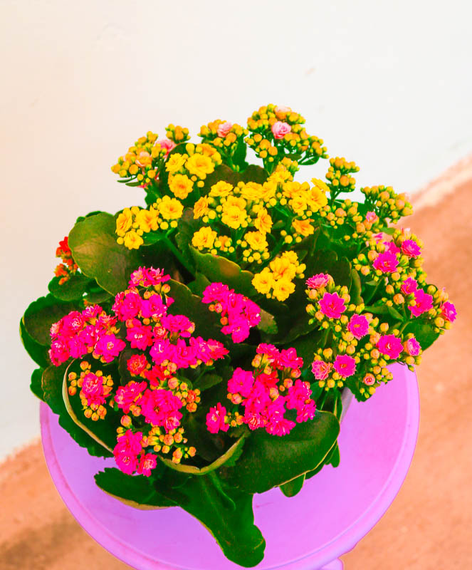 Kalonxoe -kalanxoe -kalanxoye (Kalanşo) mix