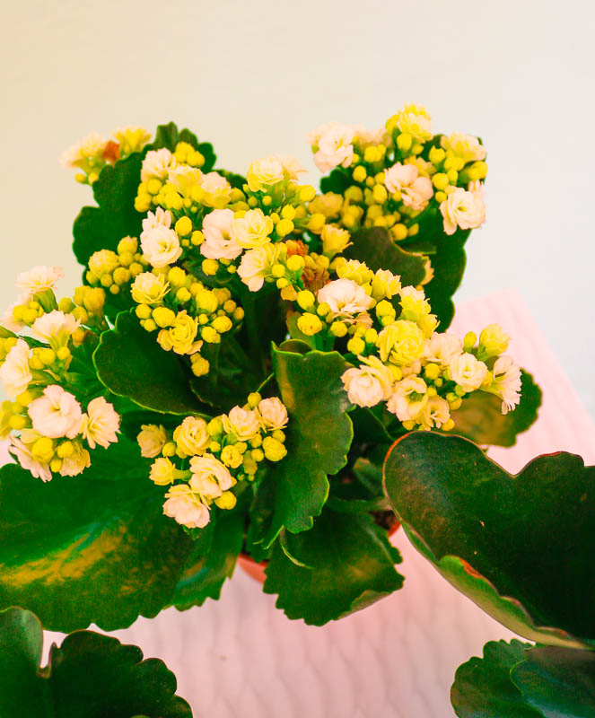 Kalonxoe -kalanxoe -kalanxoye (Kalanşo)