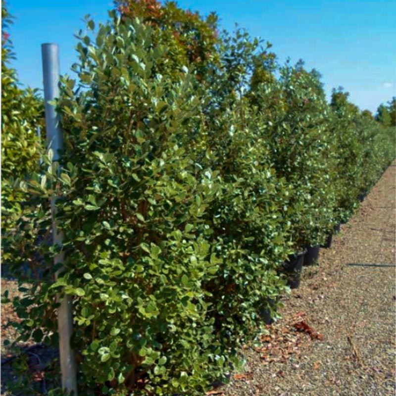 Feyxoa (Acca Cellowiana)