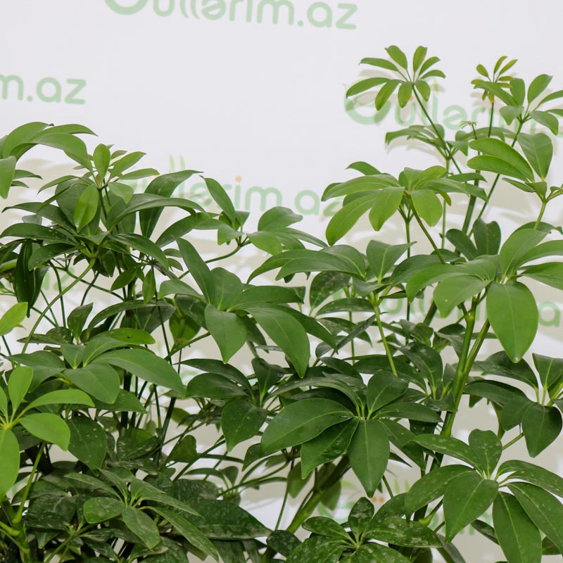 Schefflera Louisiana