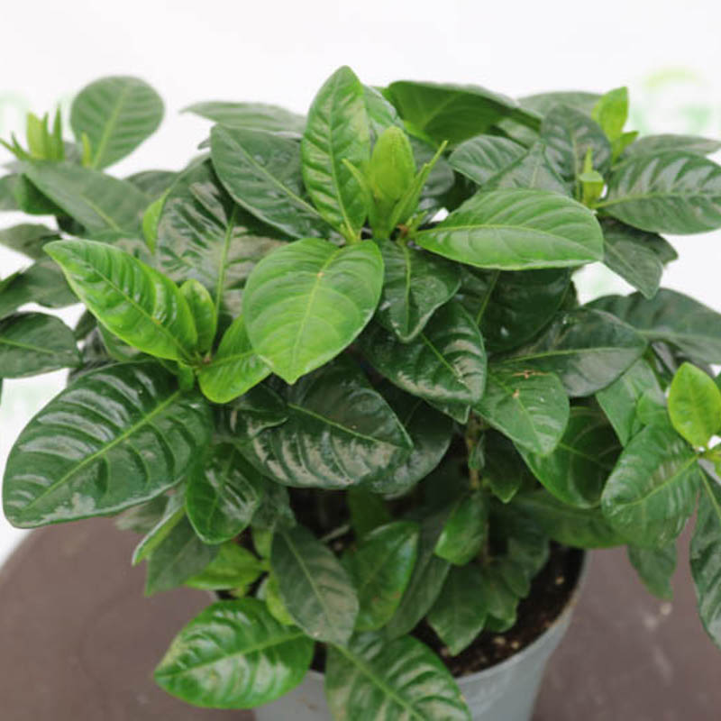 Gardeniya (kardeliya,qardeniya)