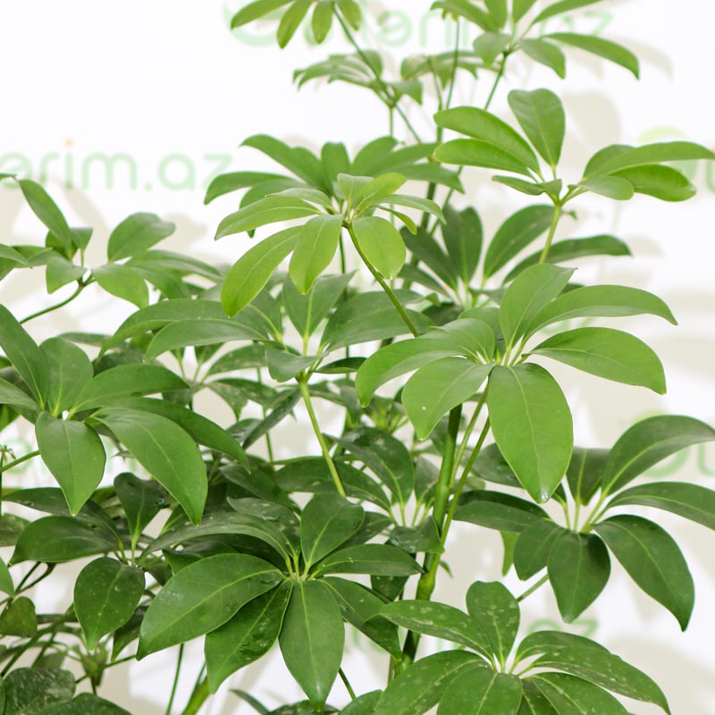 Schefflera Louisiana