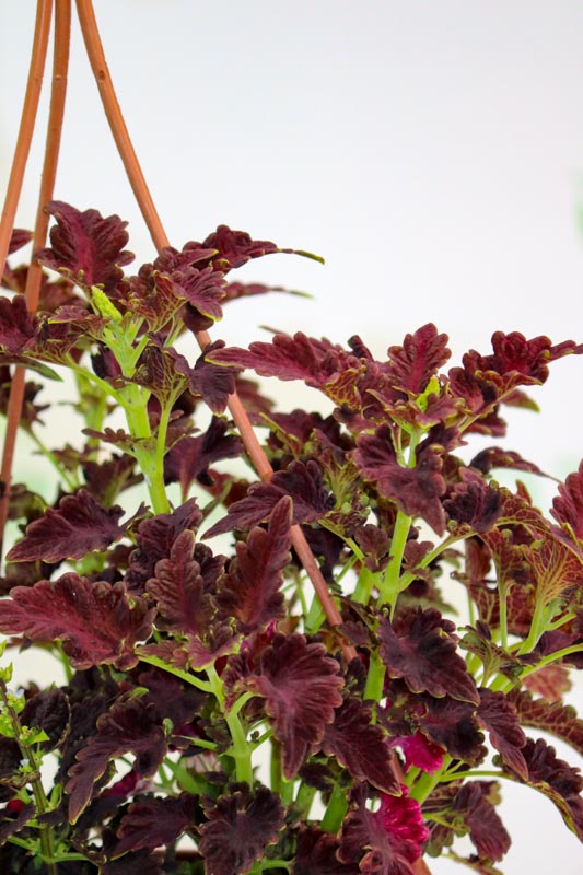 Koleus gülü (Coleus)