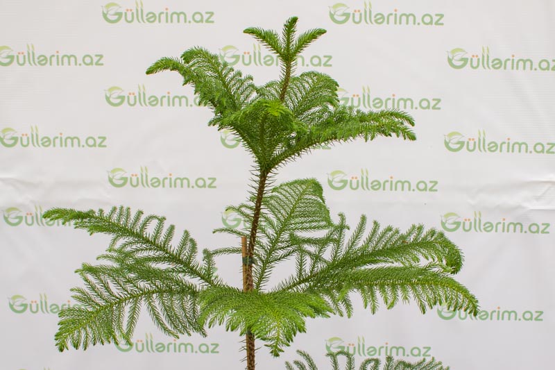 Araukariya (Araucaria)