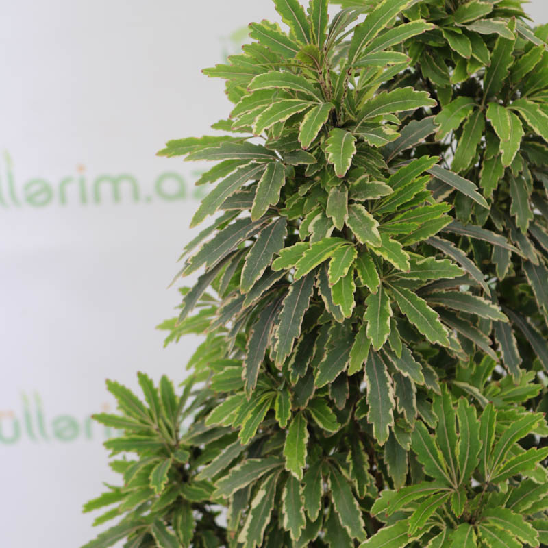 Diszygoteca (discoteca-diskoteka)