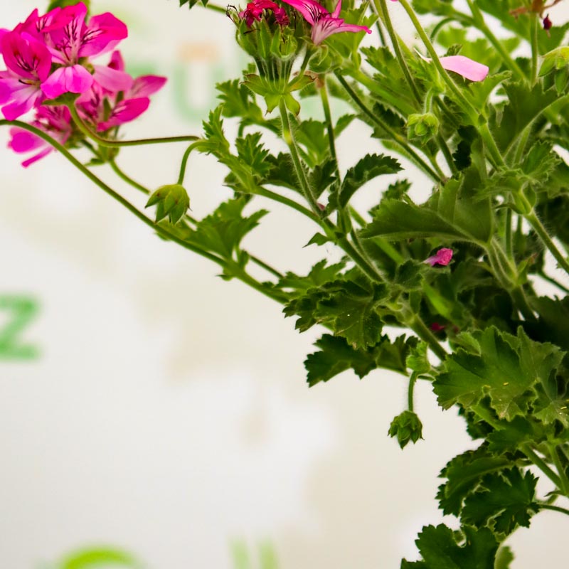 Geran bitkisi (Pelargonium peltatum)