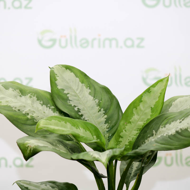 Aglaonema Pattaya Beauty