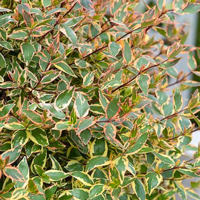 Abelia Grandiflora Tricolour Charm