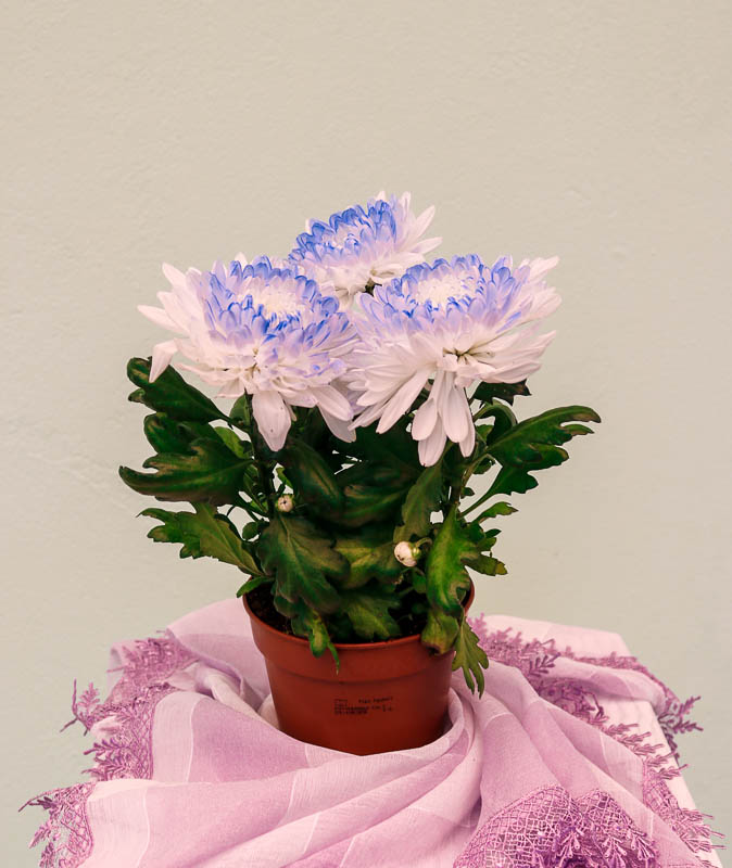 Xrizantema (Payız gülü)