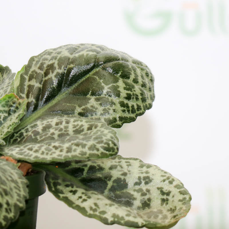 Streptocarpus Pretty (Turtle)