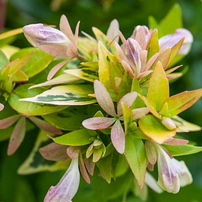 Abelia Grandiflora Kaleidoscope