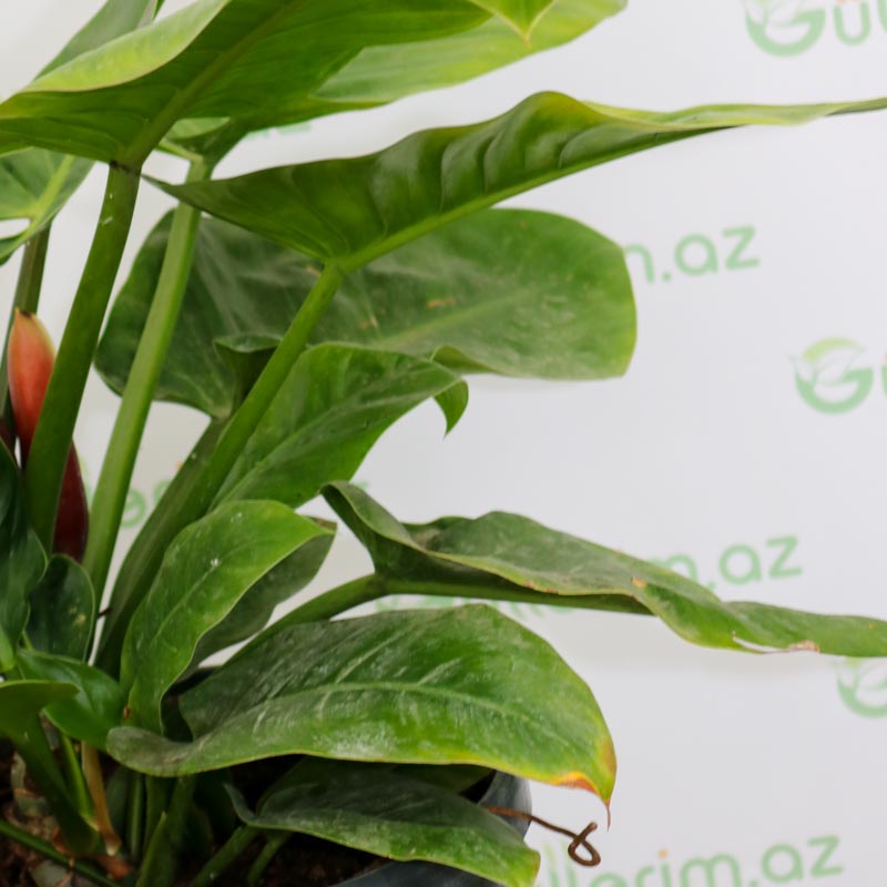 Philodendron Imperial Green