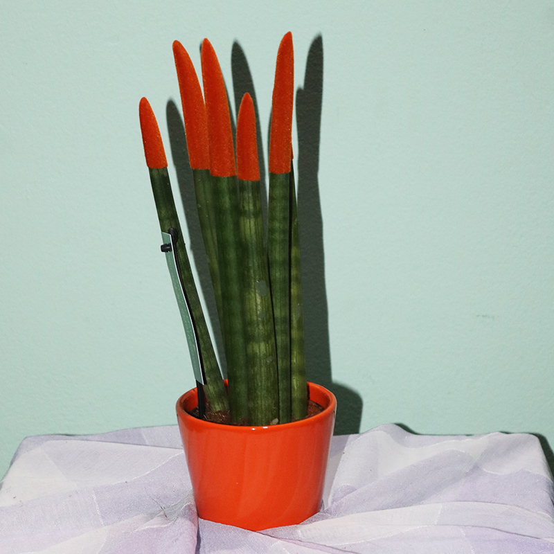 Sansevieria silindrşəkilli (Sansevieria cylindrica)