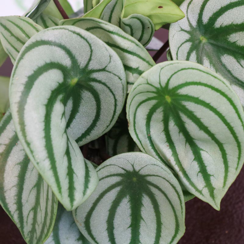 Peperomia (qırışlı) - Peperomiya - Paperomiya