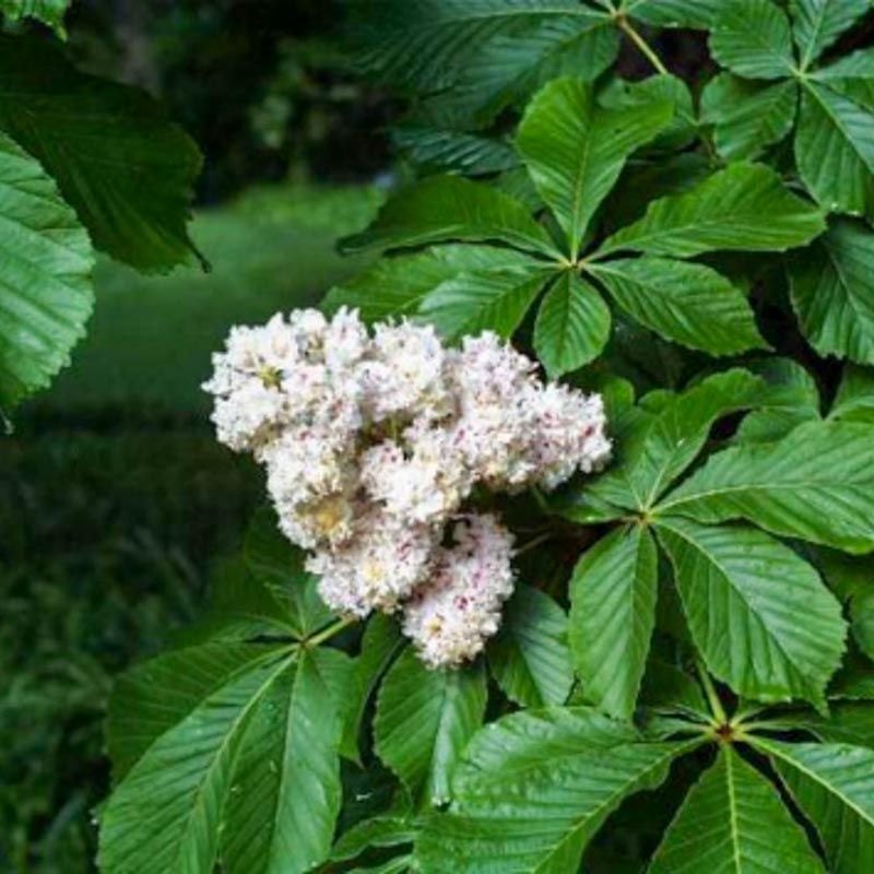 Aesculus Hippocastanum