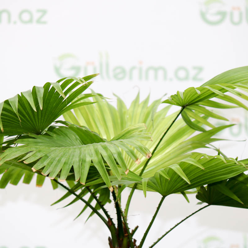 Livistona Rotundifolia (Palmiya Bitkisi)