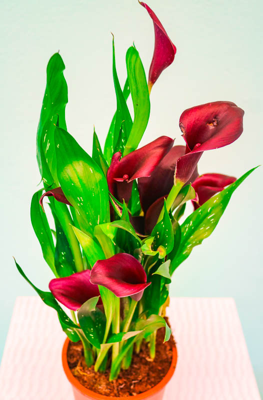Kalla (Calla lily)