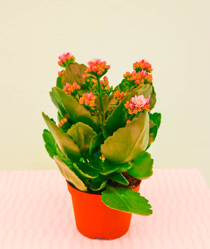 Kalonxoe -kalanxoe -kalanxoye (Kalanşo)