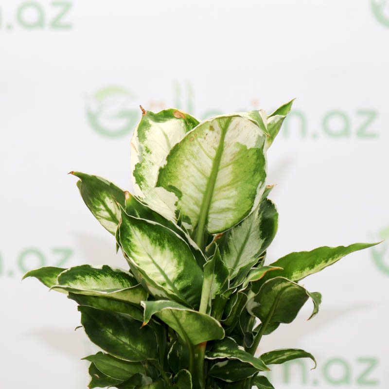 Dieffenbachia Camilla