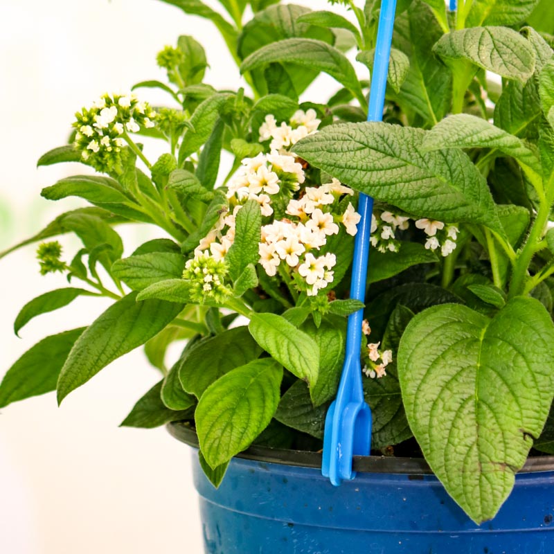 Heliotropium arborescens bikisi