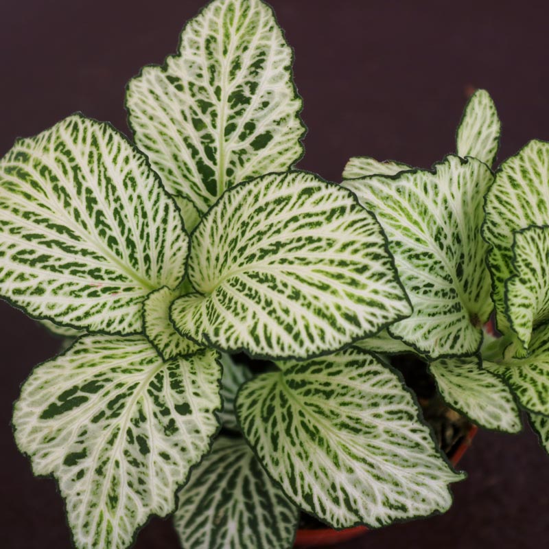 Fittonia - Fittoniya (qırışlı)