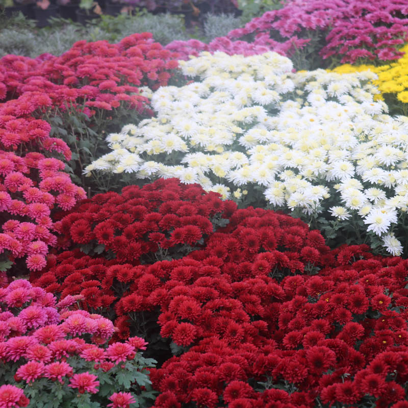 Xirzantema (Xrizantema)