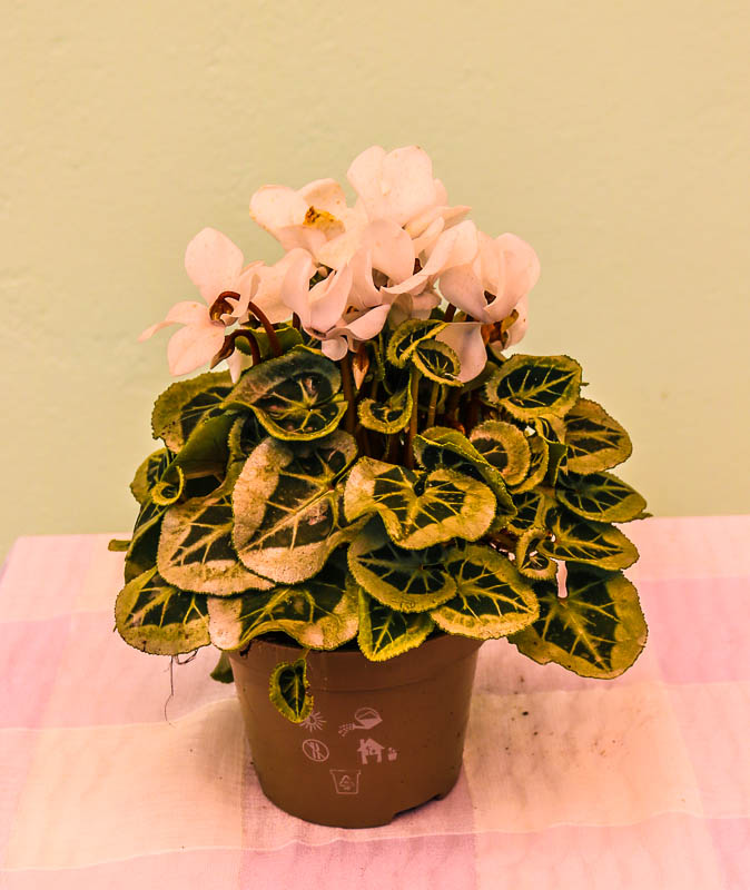 Siklamen (Cyclamen)