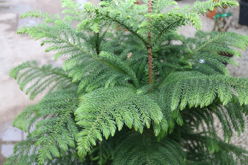 Araukariya (Araucaria)