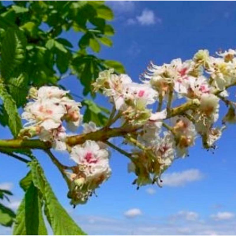 Aesculus Hippocastanum