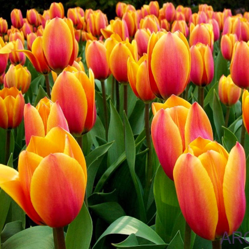 Tulpan - tülpan (sogan)