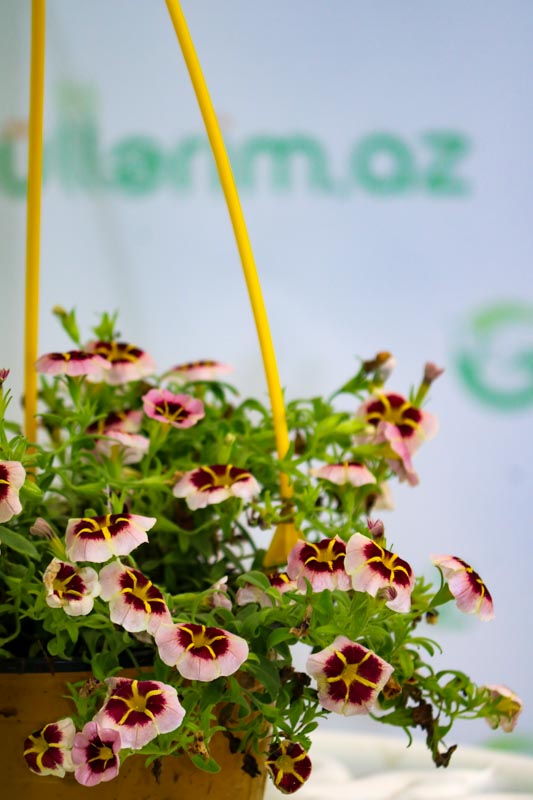 Pelargonium grandiflorum