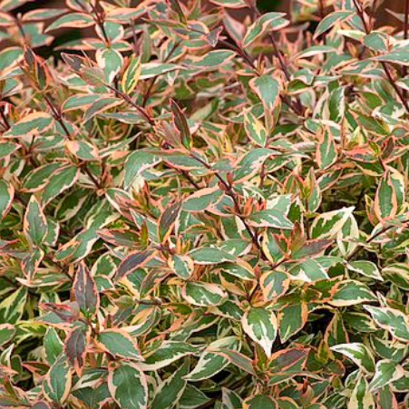Abelia Grandiflora Tricolour Charm