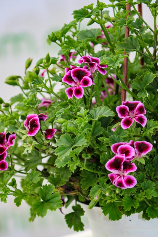 Geran (Pelargonium grandiflorum)
