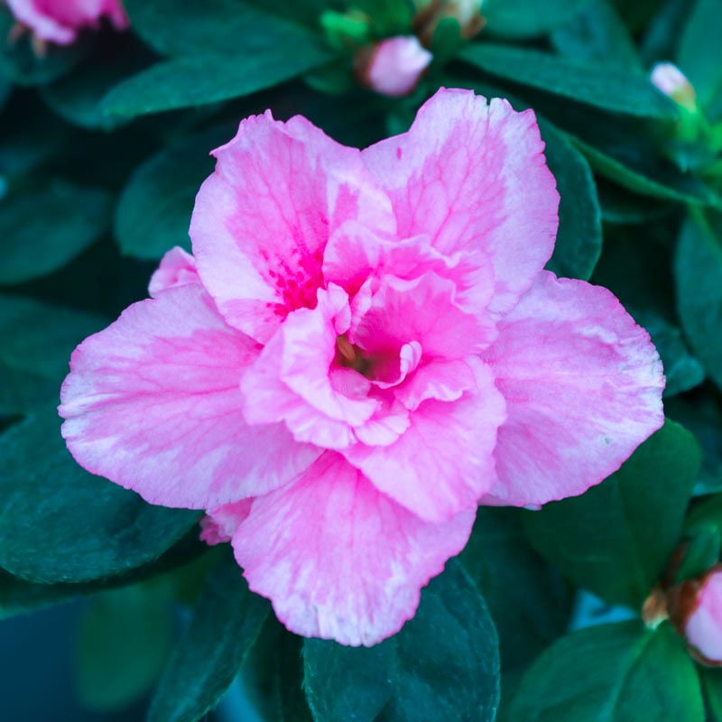 Azalea - Azaliya -Azaleya