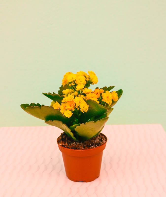 Kalonxoe -kalanxoe -kalanxoye (Kalanşo)