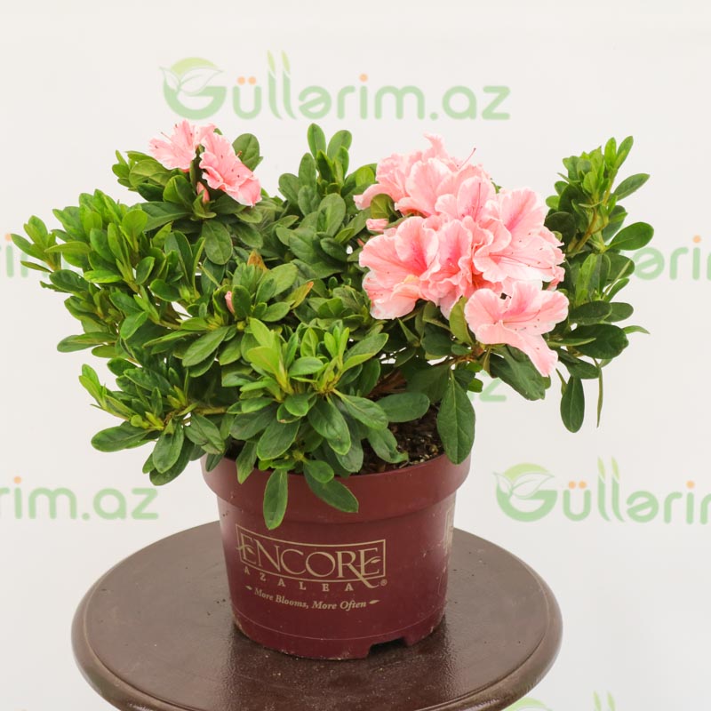 Azalea - Azaliya -Azaleya