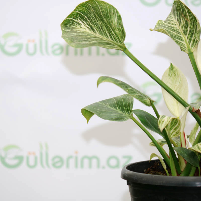 Philodendron Birkin
