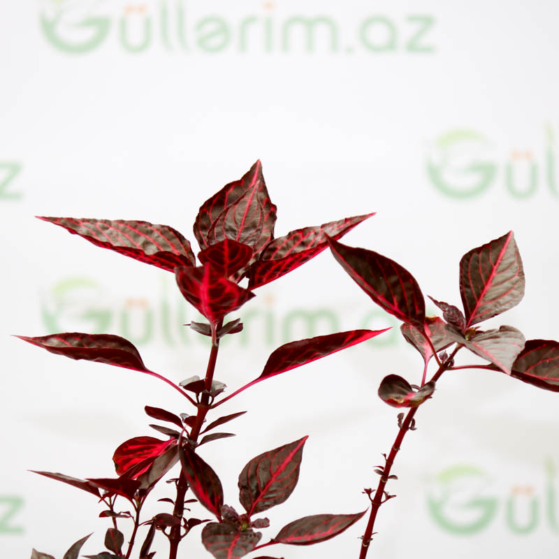 Iresine herbstii bitkisi