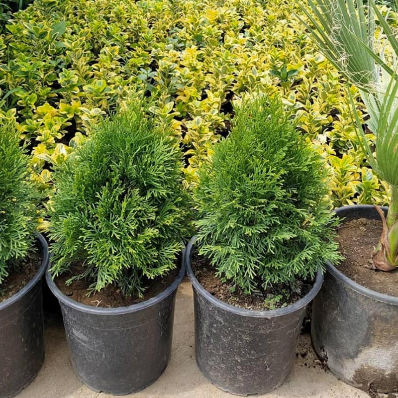 Amerikan Tuyası (Thuja western)