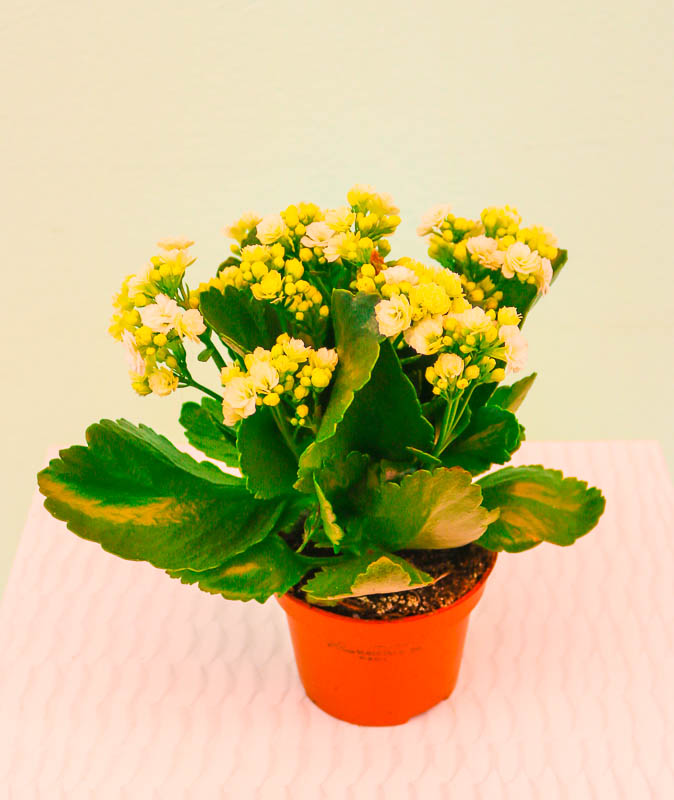 Kalonxoe -kalanxoe -kalanxoye (Kalanşo)