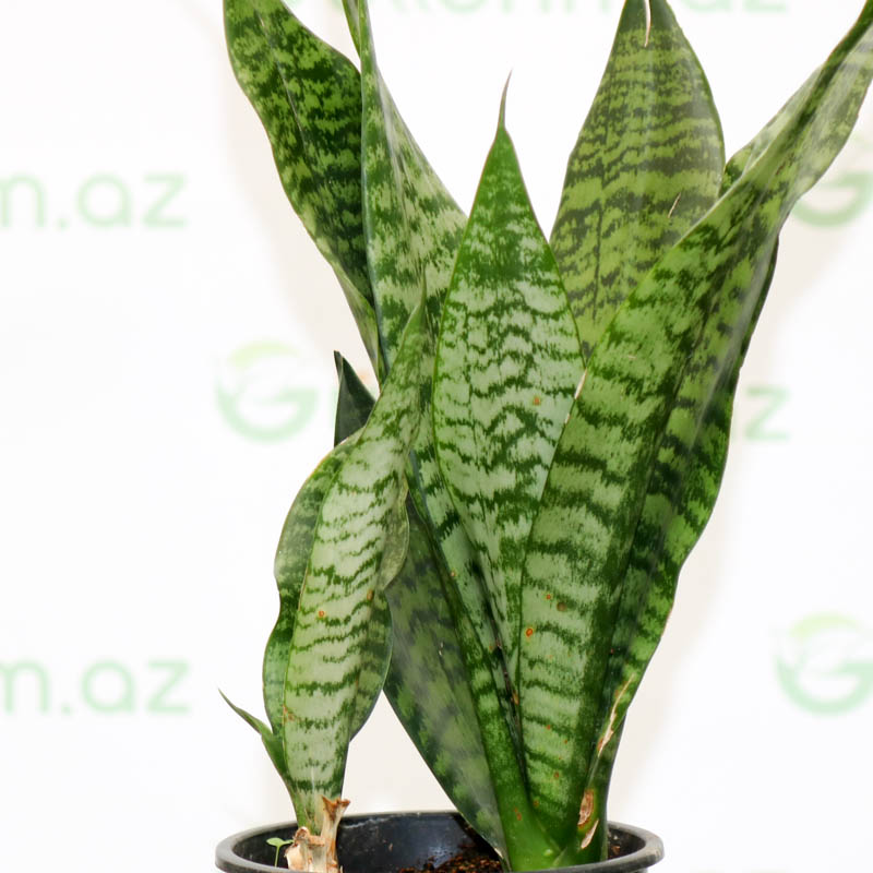Sansevieria Zeylanica (Qılınc gülü)
