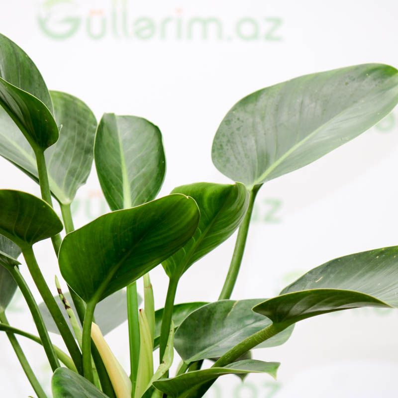 Philodendron Scandens
