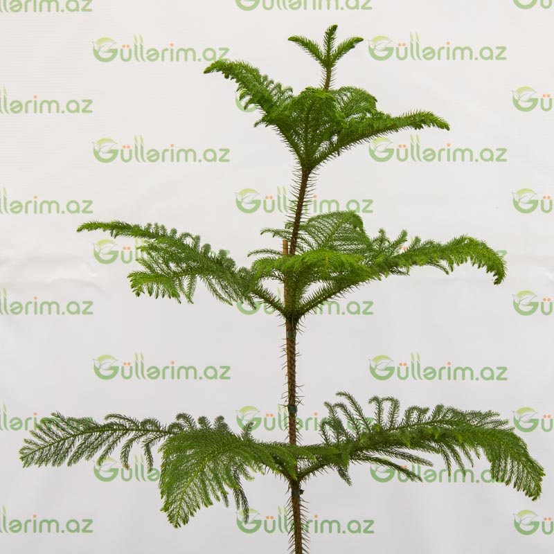 Araukariya (Araucaria)